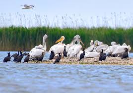 The new orleans pelicans are an american professional basketball team based in new orleans. Growing Dalmatian Pelican Numbers Offer Timely Boost For Rewilding Efforts Rewilding Europe