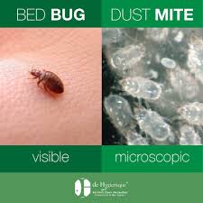 Image result for Dust mite