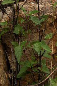 Image result for Rumex sagittatus