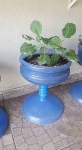 Tanaman Air Ide Berkebun Pot Bunga Tanaman