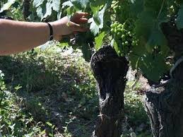 Gourmet Odyssey Le Blog Vigneron Raisins Blog