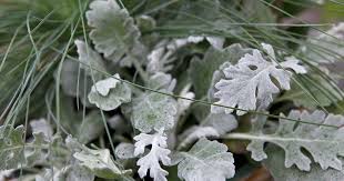 Image result for Cineraria deltoidea