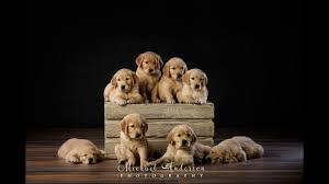 Maybe you would like to learn more about one of these? A Litter Of Eight Golden Retriever Puppies Youtube