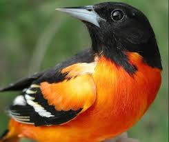 Notes, make sure your feeder has an orange color on it. Feeding Orioles Archives Cole S Wild Bird Products