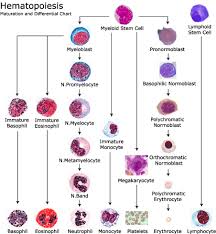 Haematopoiesis Medical Laboratory Science Cell Biology