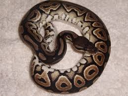 Maybe you would like to learn more about one of these? Was Sind Morphe Schlangenblog