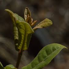 Image result for Maerua friesii