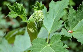 Image result for Heracleum