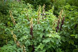 Image result for Crotalaria oocarpa