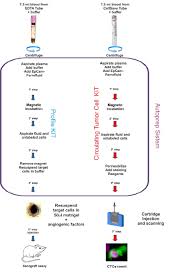 flow chart of the experimental design the picture