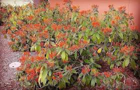 Image result for Justicia spicigera