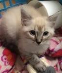 - Lynx Kittens & Cats For Sale & Adoption |PickYourPerfectPet