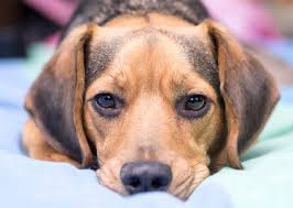 We did not find results for: 30 Foods That Are Poisonous To Dogs Stacker