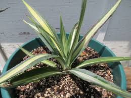 Image result for Agave sisalana