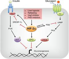 Semenza and postdoctoral fellow guang wang. A Central Role For Hypoxia Inducible Factor Hif 2a In Hepatic Glucose Homeostasis Ios Press
