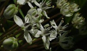 Image result for Schizocarphus nervosus