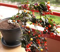 Jangan lupa untuk menyirami cabe setiap hari. Cara Menanam Cabe Rainbow Di Pot Bibitbunga Com