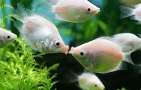 Fish Kiss Animals Kissing Cute Animals Kissing Animals