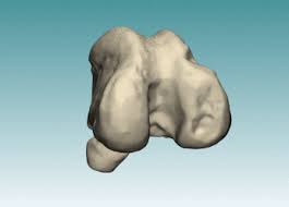 However, sometimes we have oversized needs or we require sizing for youth maybe ranging from 1 year old to 5 years old. Custom Made Implants For Veterinary Medicine Animaltech