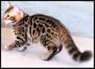 Bengal Cat Breed Information, Pictures, Behavior and Care