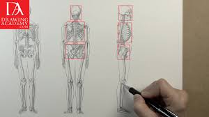 Bone basics and bone anatomy. Skeleton Bones Video Lesson Presented In The Drawing Academy Course Drawing Academy