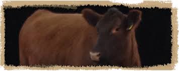 Poplar Grove Red Angus