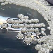 Image result for Gonatopus clavatus