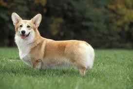 Corgi Caractere Et Education Ooreka