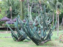 Image result for Cereus jamacaru