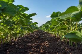 How To Grow Soybeans Harvest To Table In 2020 Soybean Harvest Plants