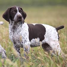 The german shorthaired pointer is actively adventurous. German Shorthaired Pointer Puppies Cheap Online