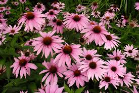 Image result for Echinacea purpurea `Magnus`