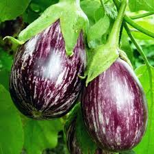 You will be able to harvest fresh eggplants in about 15 weeks after sowing. How To Grow Eggplant Brown Thumb Mama