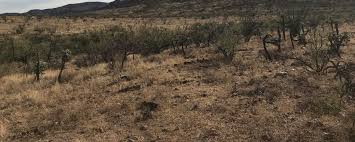 Deer, pronghorn and bighorn sheep eat cholla cactus fruits. About