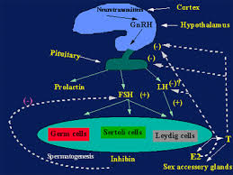 Image result for Prolactin