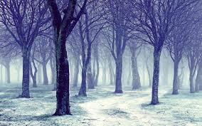 Nature Snowy Winter Forest Trees Wallpapers Calvin And Hobbes Forest 695745 Hd Wallpaper Backgrounds Download The background is just amazing! nature snowy winter forest trees