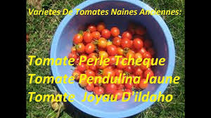 Varietes De Tomates Naines Anciennes Tomate Perle Tcheque Tomate Pendulina Jaune Tomate Joyau D Idaho Ma Chaine Youtube Https Tomates Idaho Nain