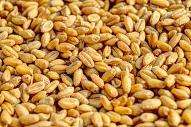 Angola Invests in Agriculture and Forestry Development