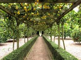 Tonnelle Avec Citron En Cordon De Simple Tonnelle Jardin Amenagement Jardin Arbre Fruitier