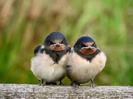 Baby Bird With Large Beak 