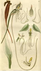Image result for Habenaria attenuata