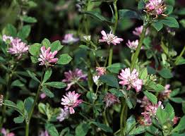 Image result for Trifolium pseudostriatum