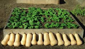 We did not find results for: Photo Tour Of Small Garden Beds Abundant Mini Gardens Square Foot Gardening Lasagna Gardening Square Foot Gardening Layout
