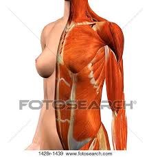 Find out more about the individual muscles within the chest anatomy by clicking their respective links throughout this page. Chest Muscle Anatomy Female Anatomy Drawing Diagram