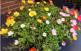Image result for Portulaca centrali-africana