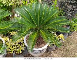 Image result for Cycnium jamesii