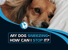I would suggest contacting your veterinarian as your cat may need antibiotics to combat this condition. Why Is My Dog Sneezing And How Can I Stop It