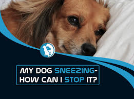 Primary lung cancer is defined as tumors that originate in the lung tissue. Why Is My Dog Sneezing And How Can I Stop It