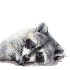 Watercolor Sleeping Raccoon Printable Raccoon Nursery Decor Etsy In 2020 Raccoon Art Baby Animal Prints Sleeping Animals