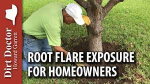 Maybe you would like to learn more about one of these? Root Flare Exposure For Homeowners Youtube